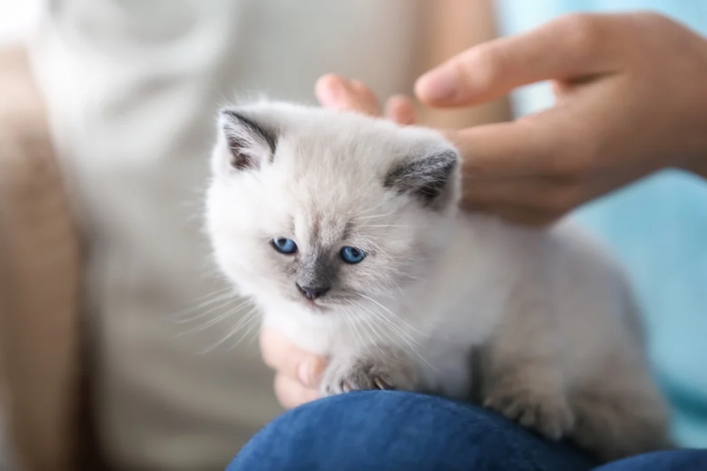 bicolor ragdoll cat