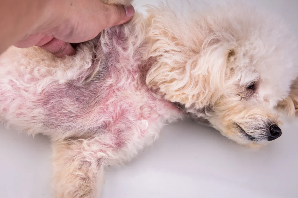 Dog with bloated stomach and dull coat, common symptoms of intestinal worms."