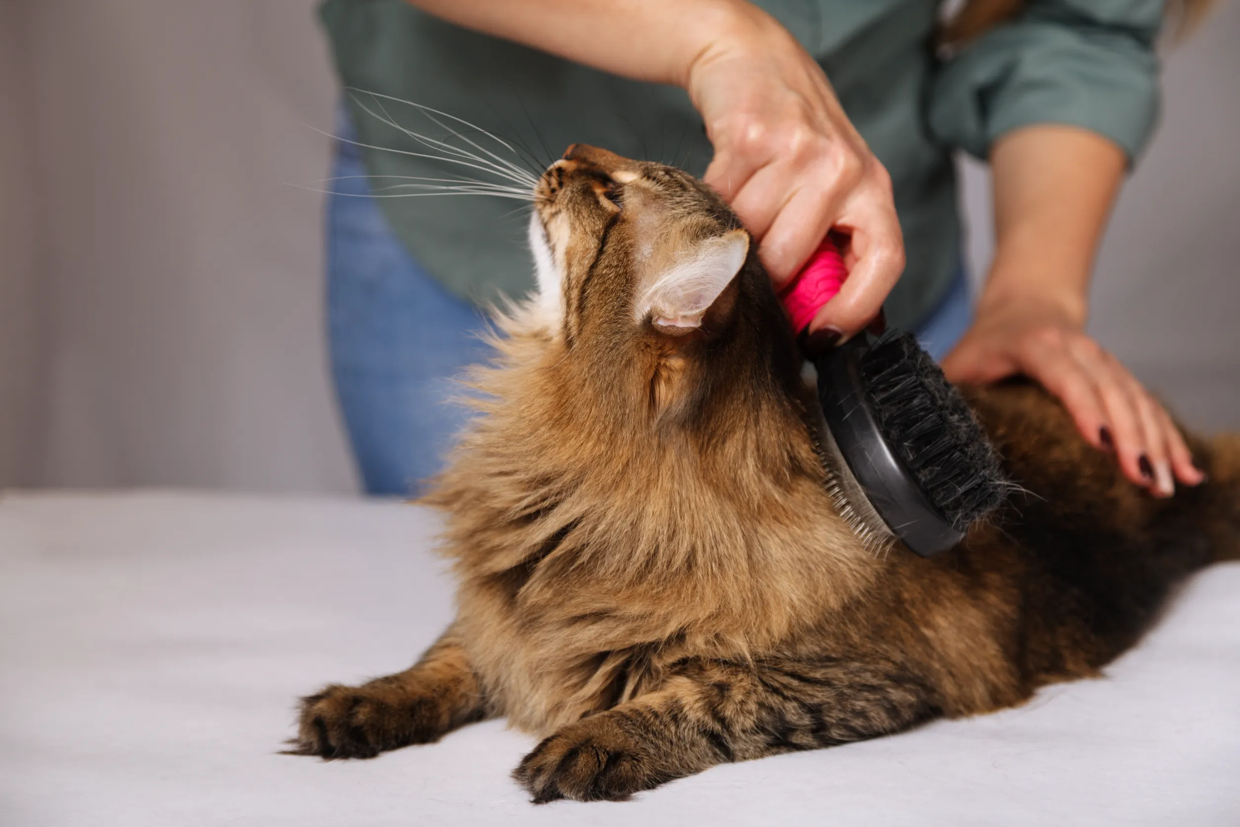 grooming of cinnamon ragdoll cat