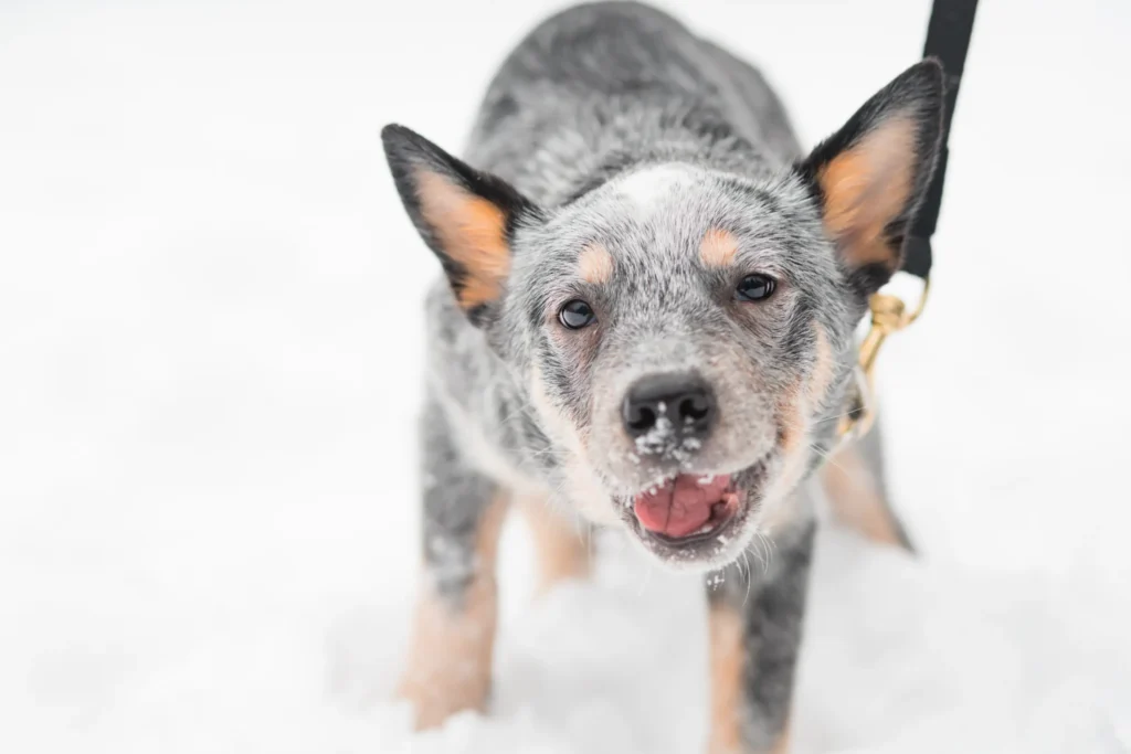 medium size Australian Cattle Dog Pitbull Mix