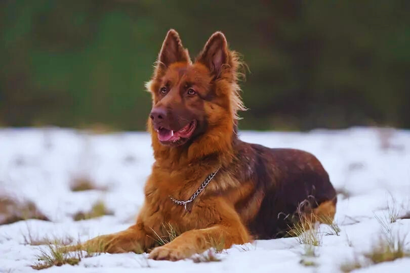 liver colored german shepherd