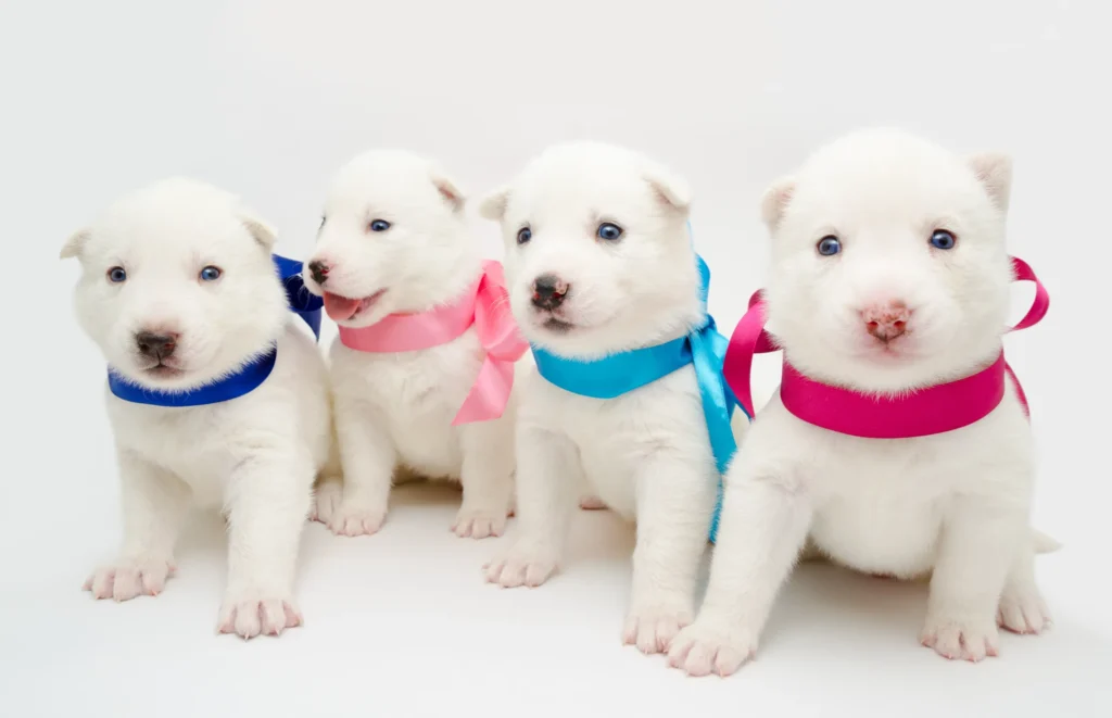  Argentine dogo pitbull mix puppies