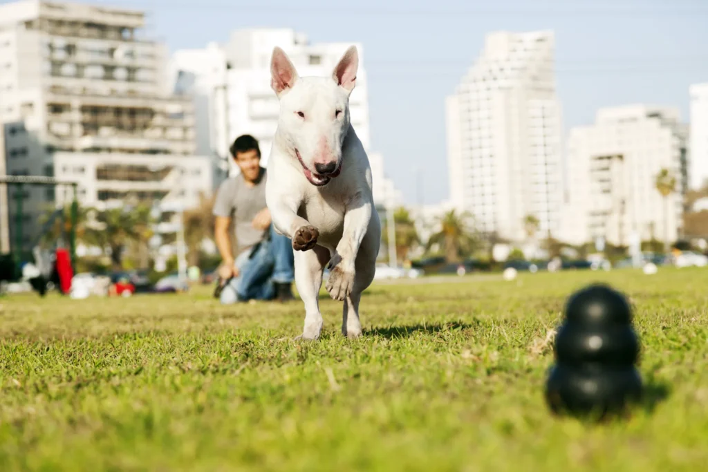 Argentine dogo pitbull mix in training session