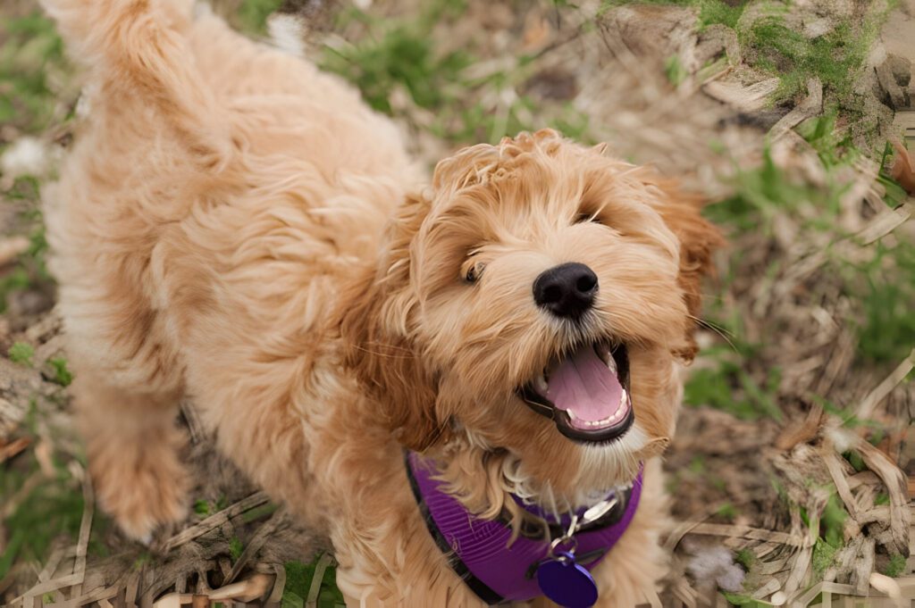 A happy golden retriever mini