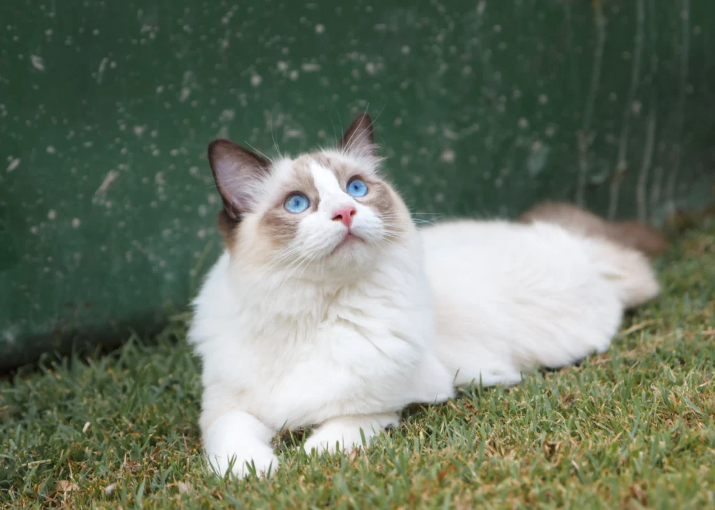 blue ragdoll cat