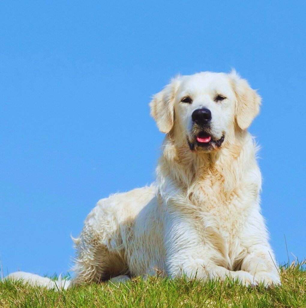 English Cream Golden Retriever origin and history