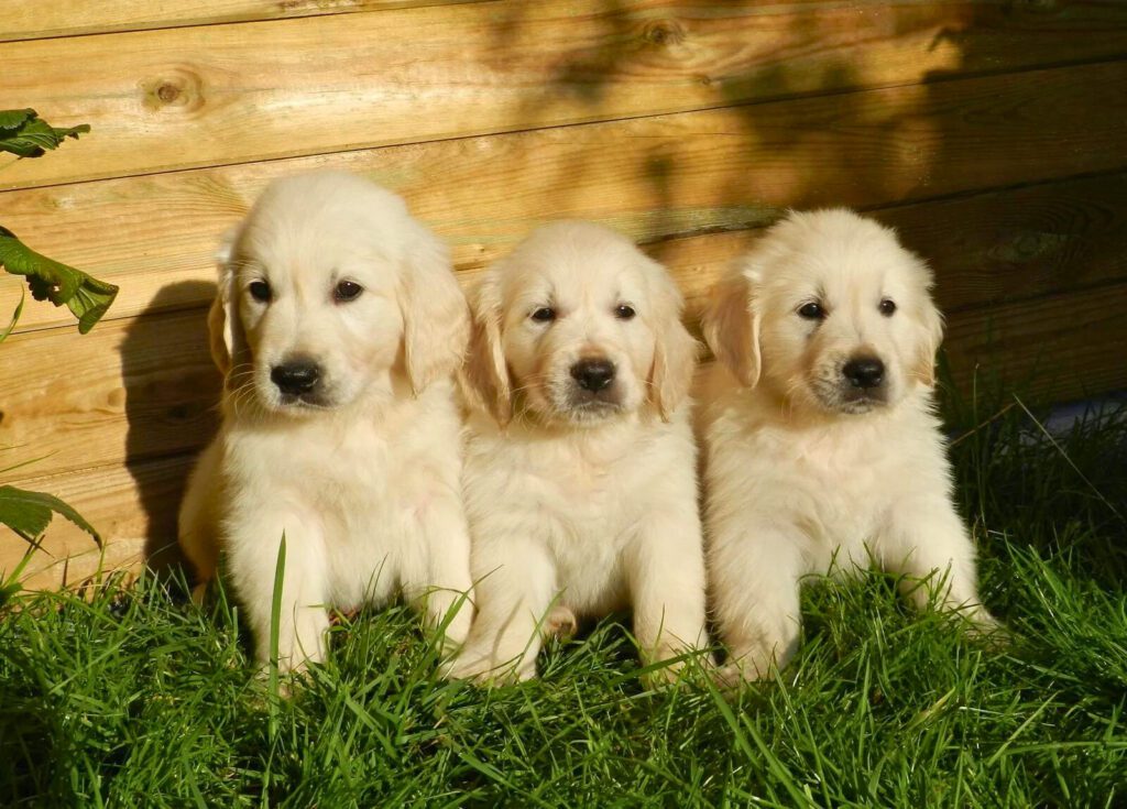 English Cream Golden Retriever Puppy socialization