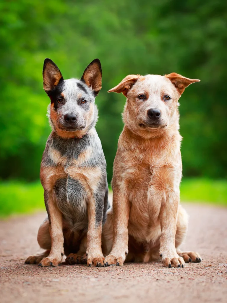 Different physical types of medium size Australian Cattle Dog Pitbull Mix