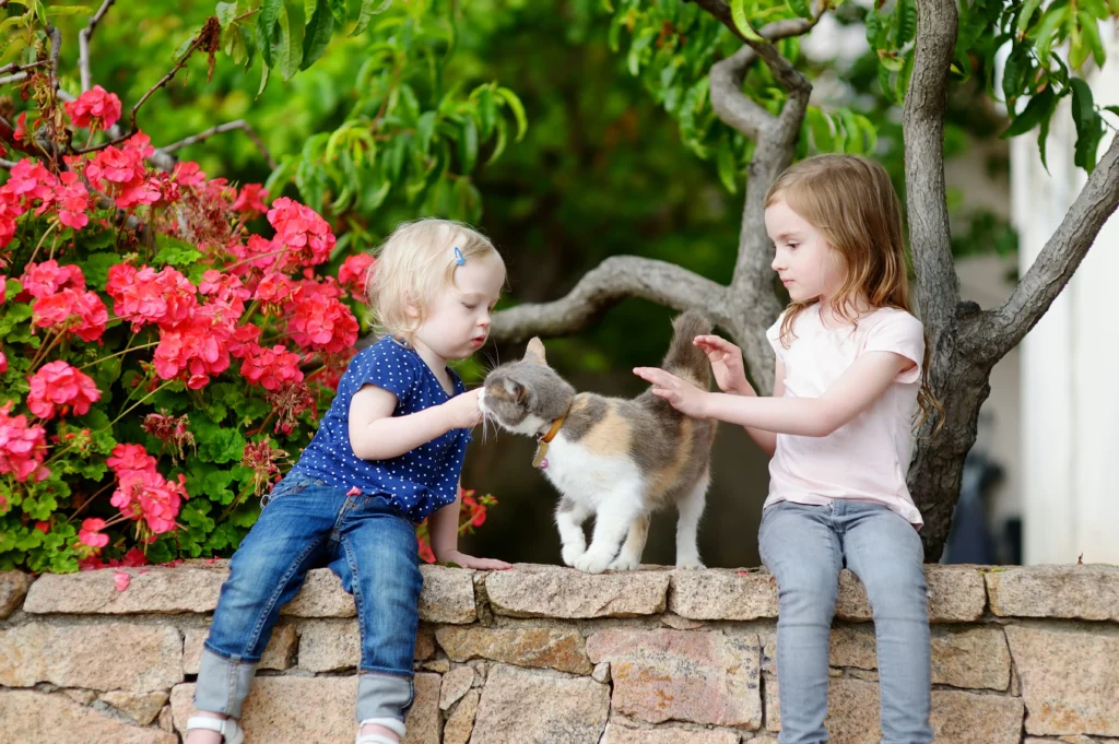 blue bicolor ragdoll