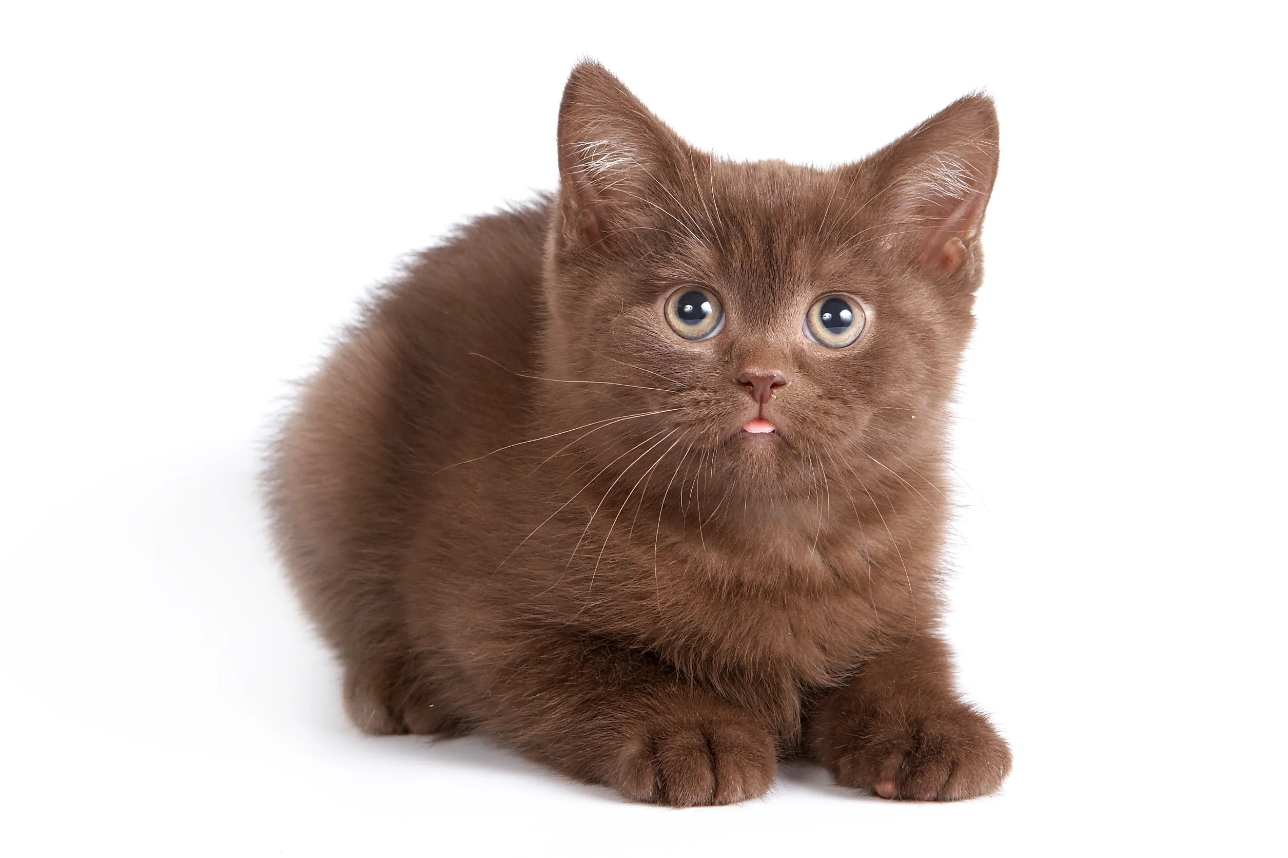 Cinnamon ragdoll kitten