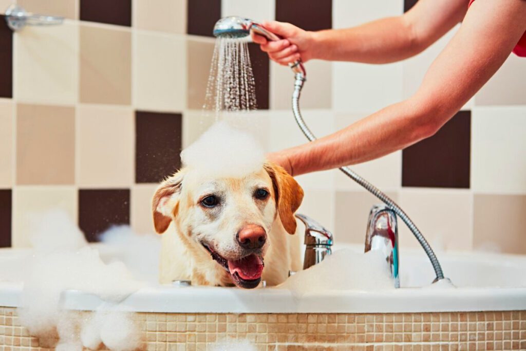 English Cream Golden Retriever grooming