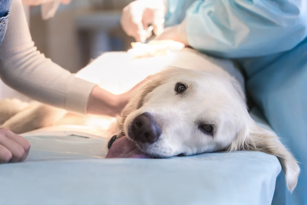 A white English Cream Golden Retriever lies on a veterinary examination table, looking up with a calm expression. The dog is being cared for by medical professionals, with one person gently holding the dog and another in surgical attire preparing for a procedure. The dog's tongue is slightly sticking out, and it appears relaxed but attentive.