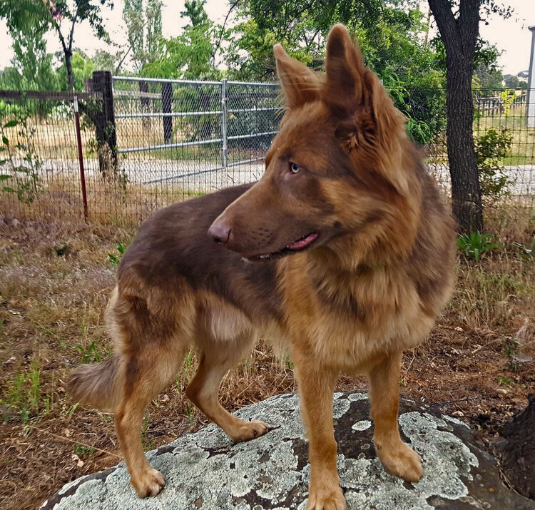 liver colored german shepherd genetic factors