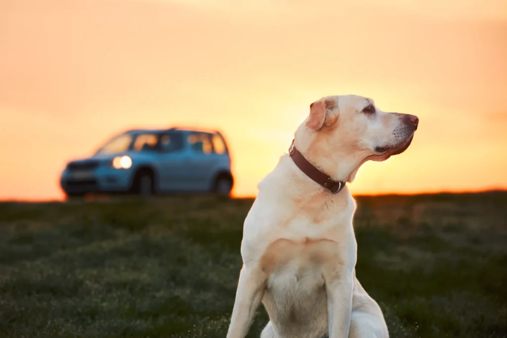 Brief history of White Dogo Argentino Pit Bull Mix