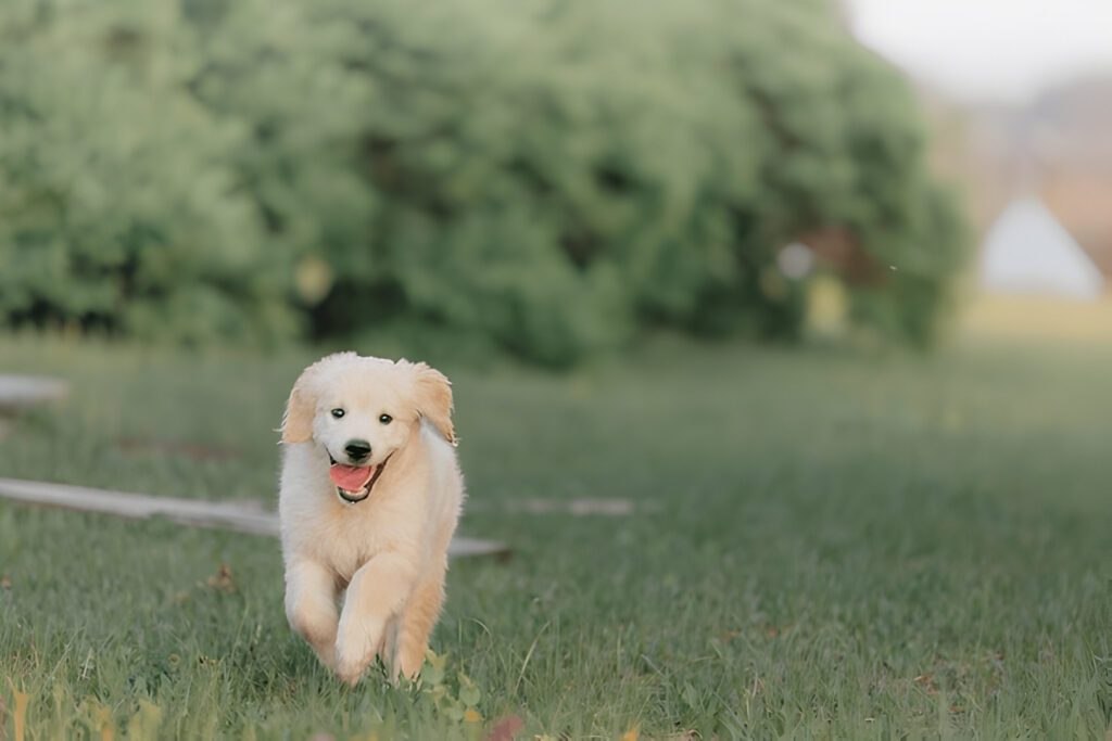 Images of  Big Fluffy Dog Breeds running 