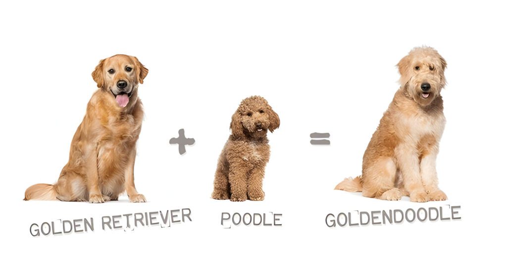 Breeder of mini golden retriever