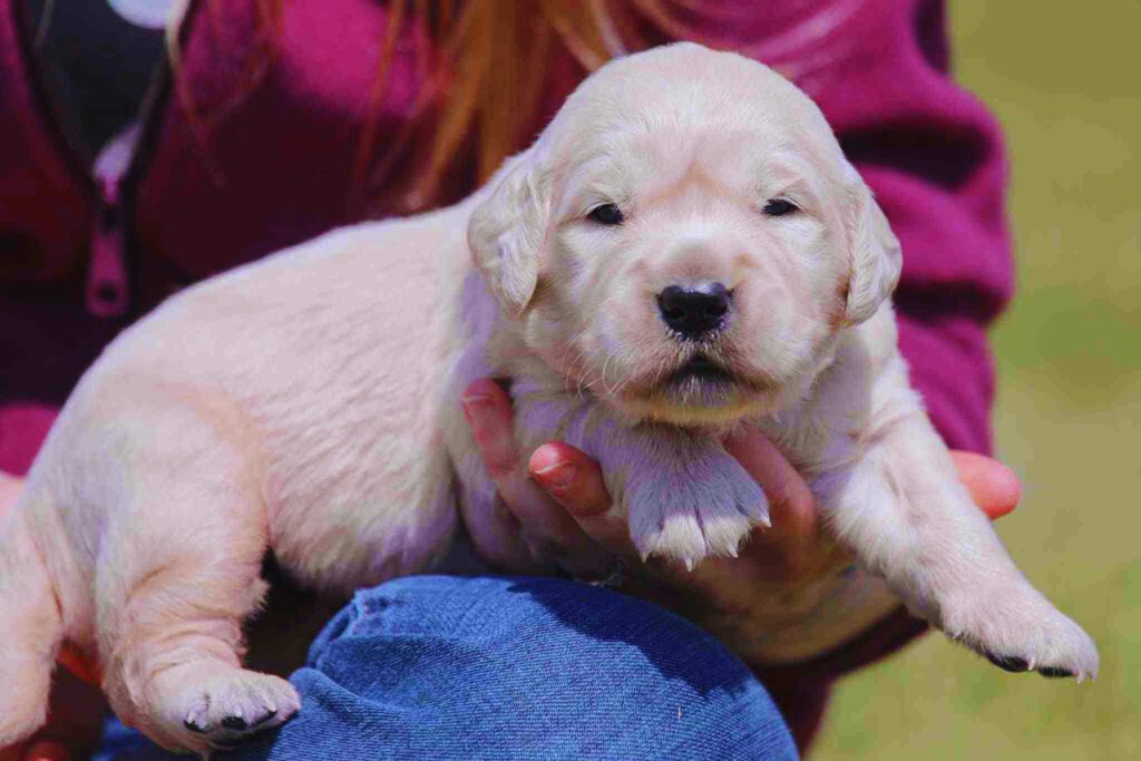 English Cream Golden Retriever Puppy taining