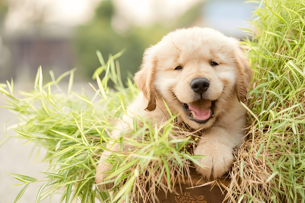 Mini golden retriever 