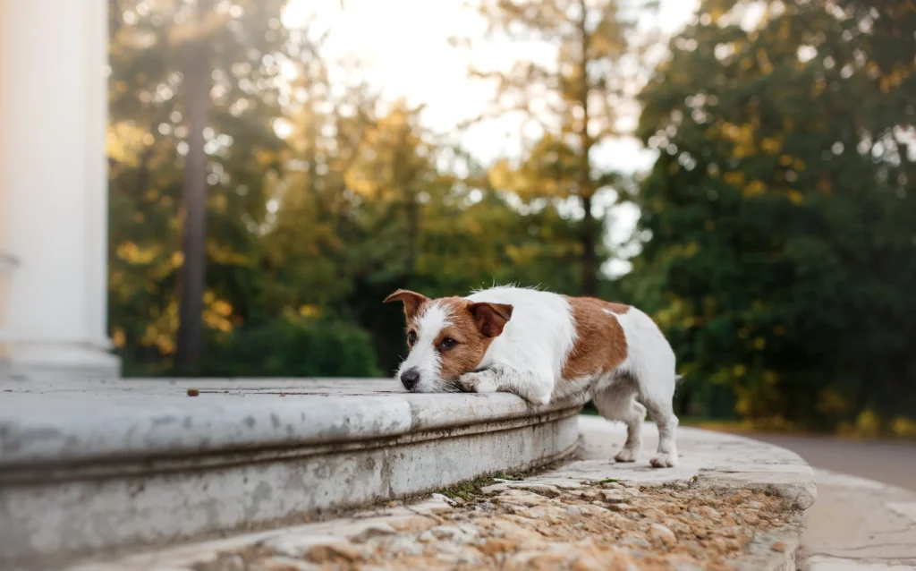 Behavioral Changes as Signs of Worms in Dogs