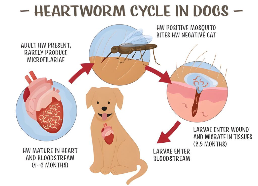 Heartworms Cycle in Dogs