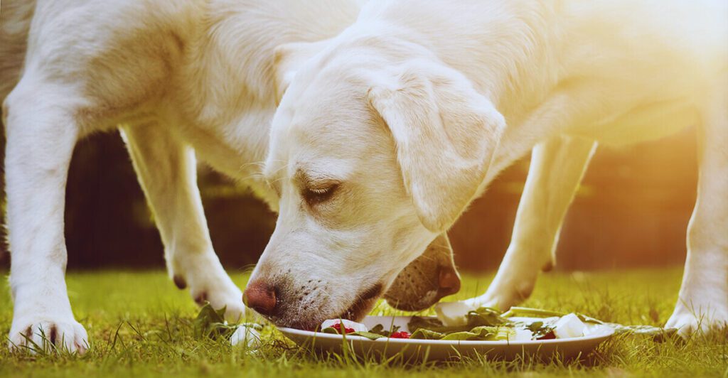 Two English Cream Golden Retrievers are seen eating from a shared plate outdoors on a grassy lawn. The focus is on one dog as it lowers its head to eat, with sunlight softly illuminating its cream-colored coat. The plate contains a mix of food, including leafy greens, as the dogs enjoy their meal in a peaceful, natural setting.
