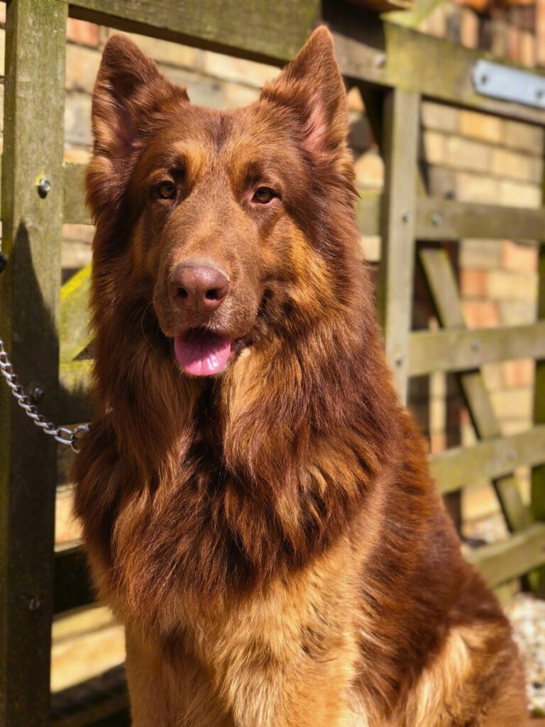 liver colored german shepherd breed standards 