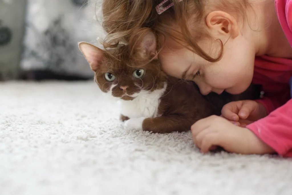 Cinnamon ragdoll cat playing with children