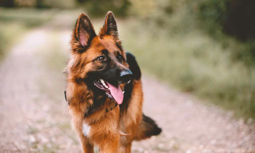 german shepherd temperament 