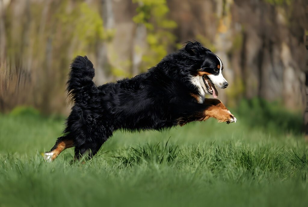 Bernese Mountain Dog is a famous big fluffy dog breeds