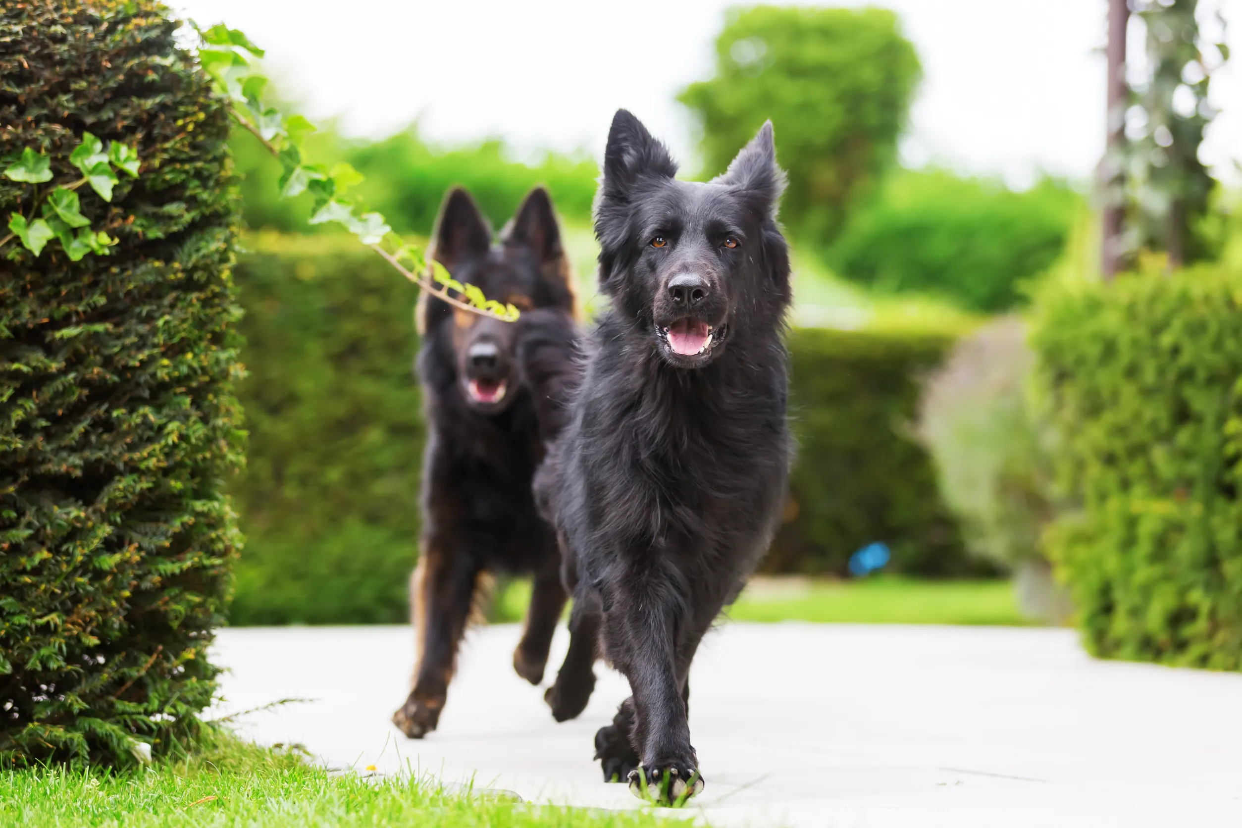 black colored german shepherd