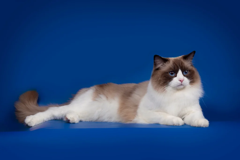 blue bicolor ragdoll cat