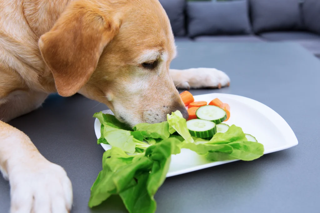  Raw Dog Food Recipes