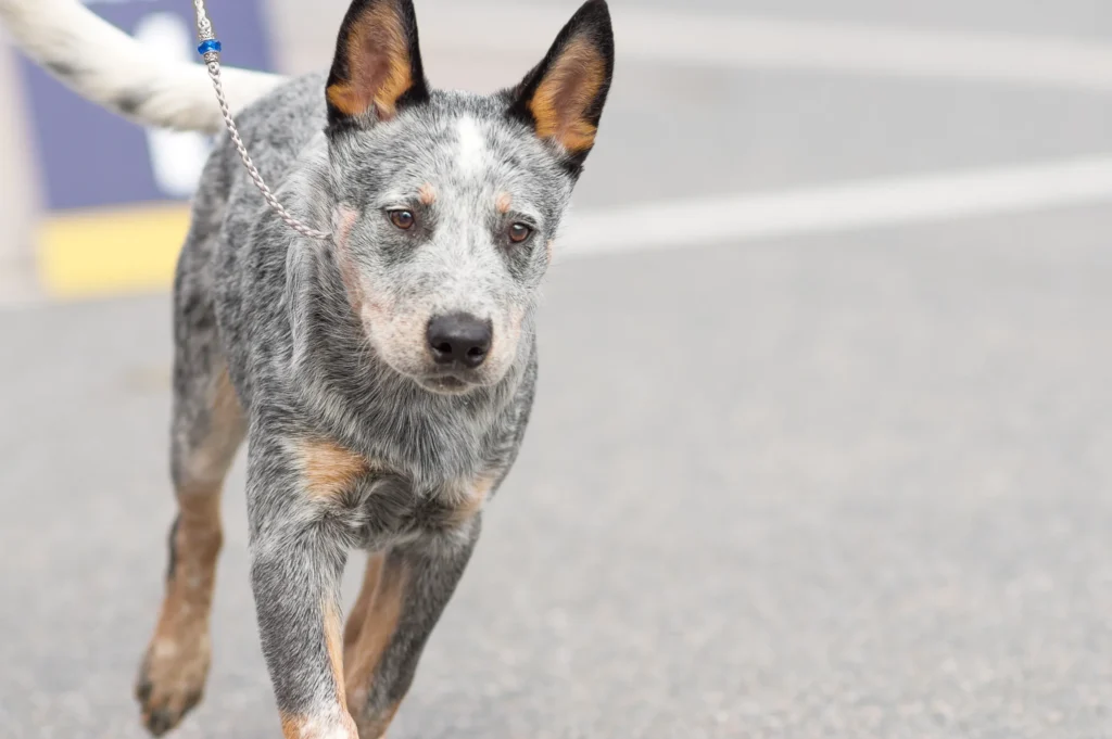 australian cattle dog in playful mind