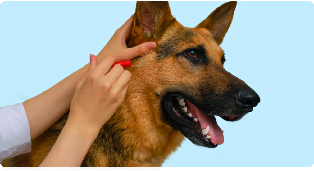 liver colored german shepherd grooming