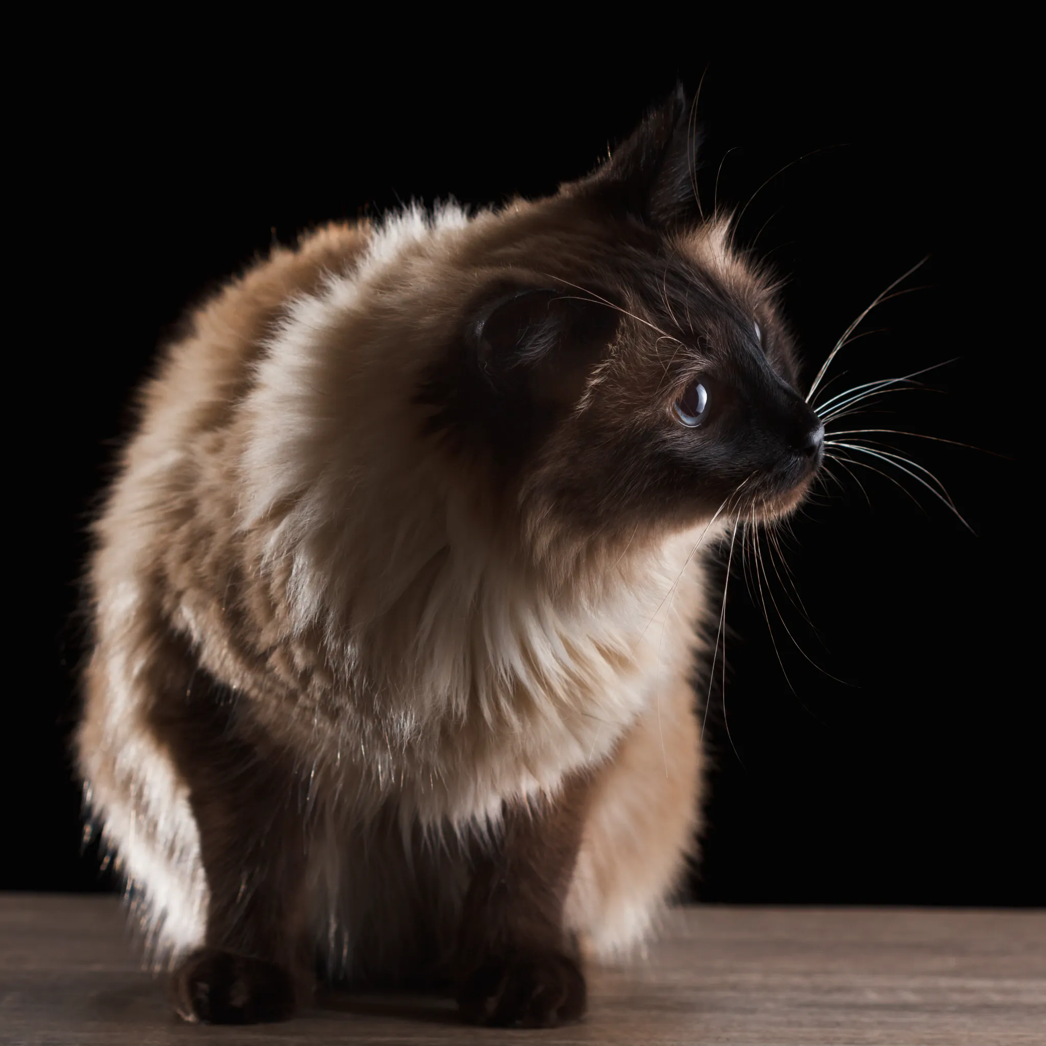 Cinnamon ragdoll cat