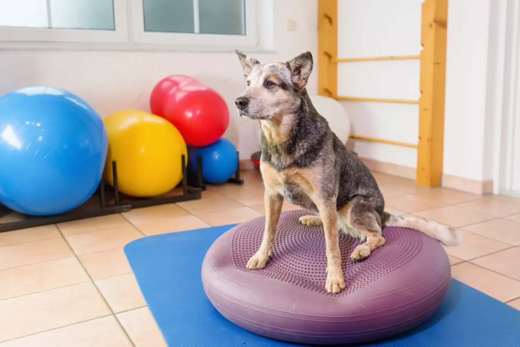 australian cattle dog in exercise