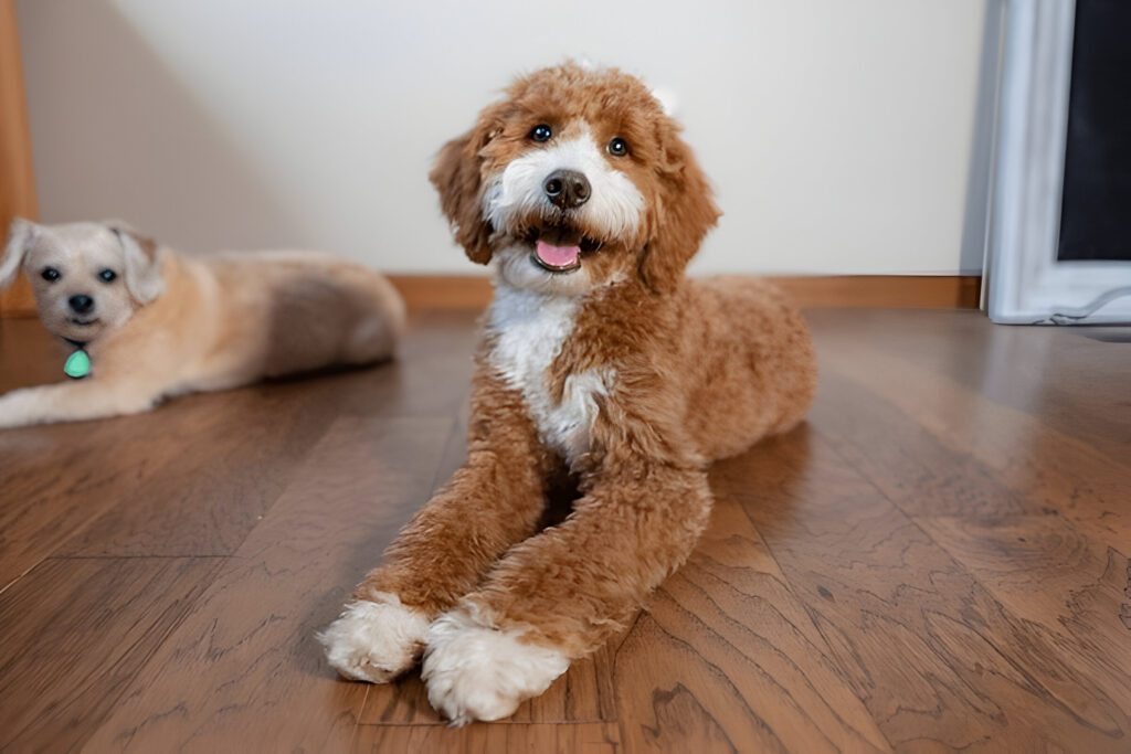 Mini golden retriever sitting on the floor happily 