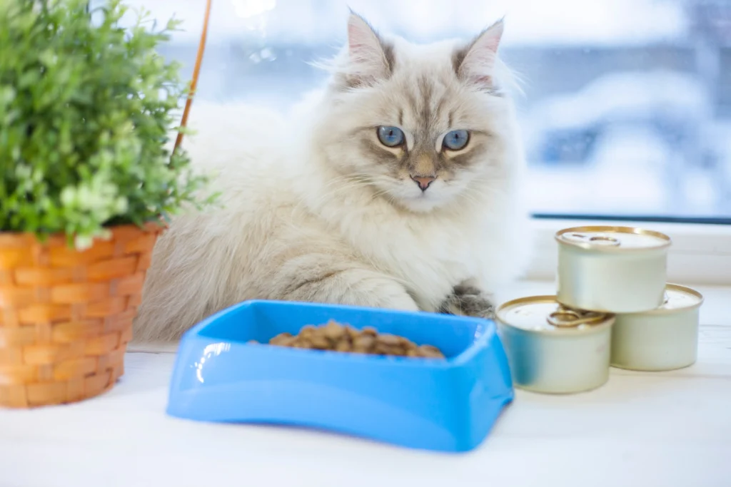 blue bicolor ragdoll cat