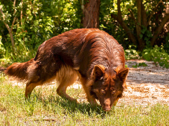 liver colored german shepherd exercise