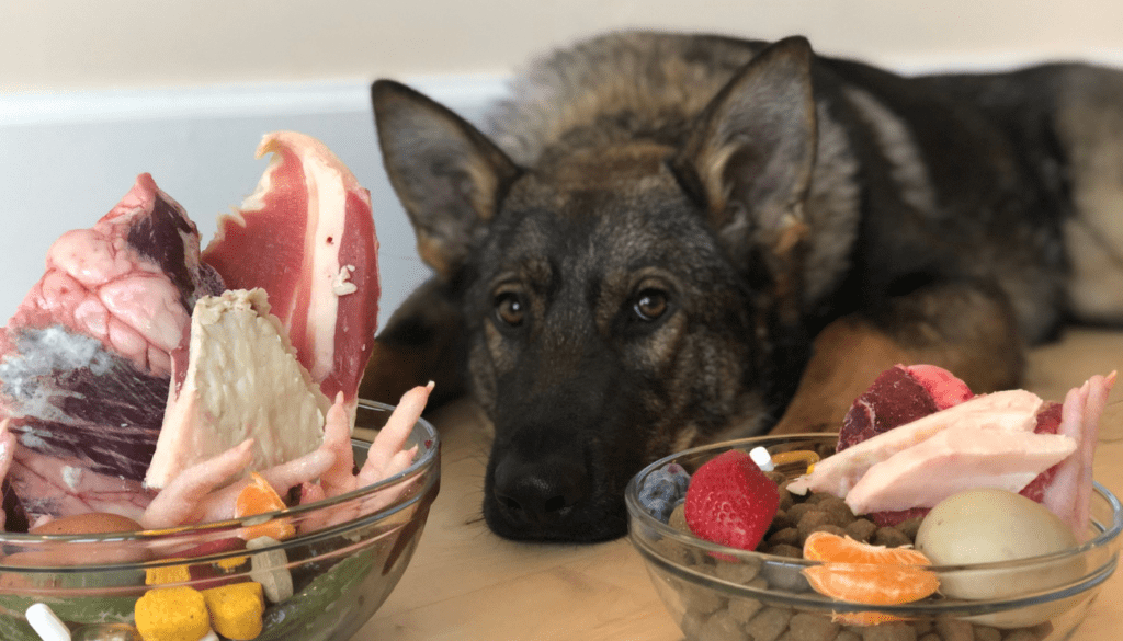 food mistake of german shepherd