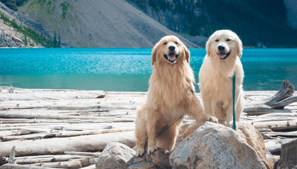 Physical Differences Between English and American Golden Retrievers