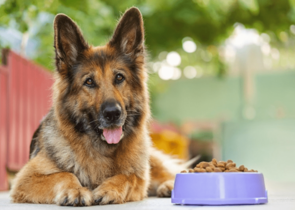 key nutrition for german shepherd life expectancy