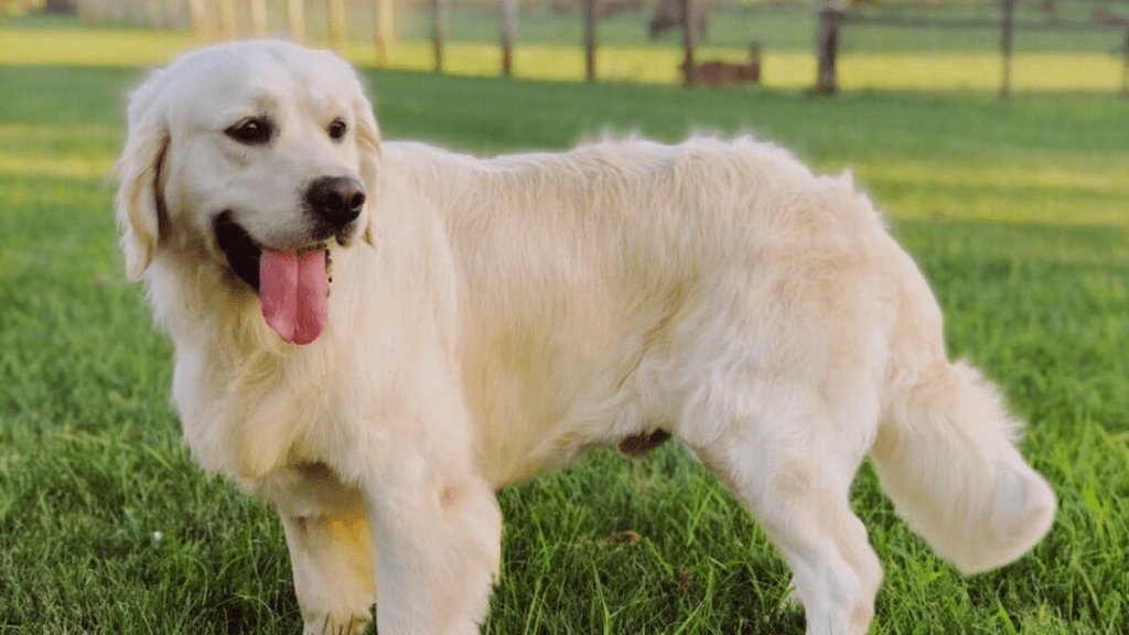 Temperament and Personality Traits of English Cream Golden Retriever