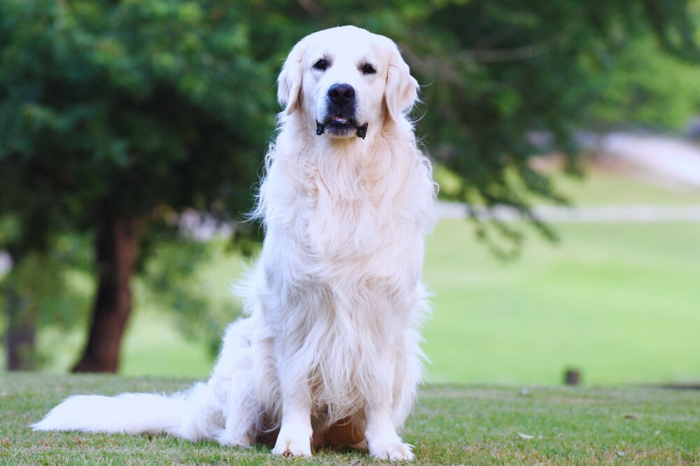 english cream golden retriever