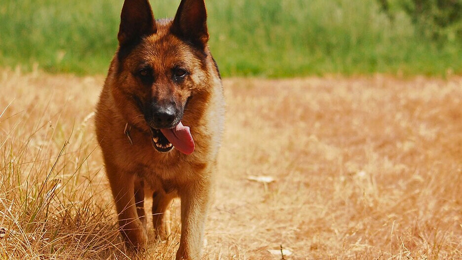 liver colored german shepherd