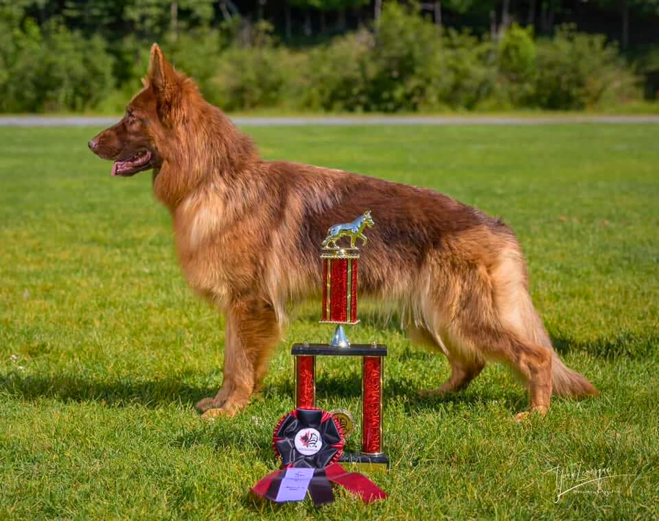 liver colored german shepherd training session