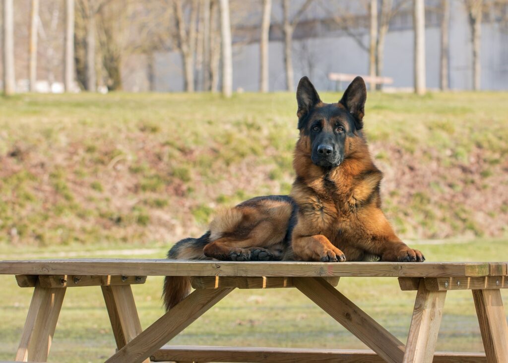 How Long Can a German Shepherd Live