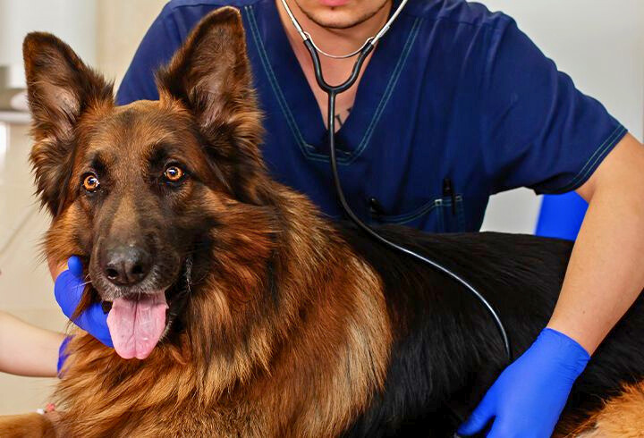 liver colored german shepherd health issues.