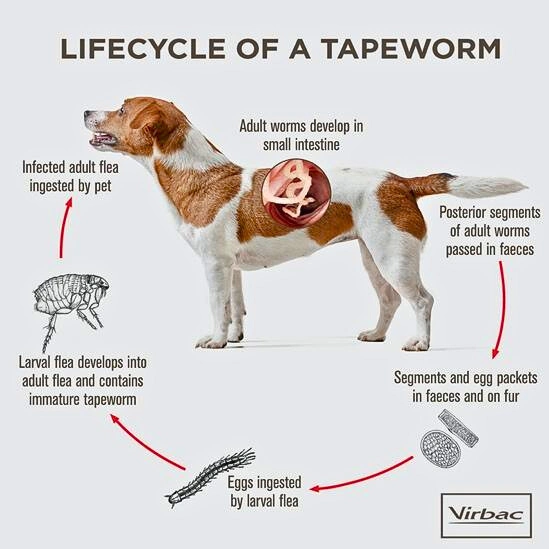 Tapeworm segments visible around a dog's anus.