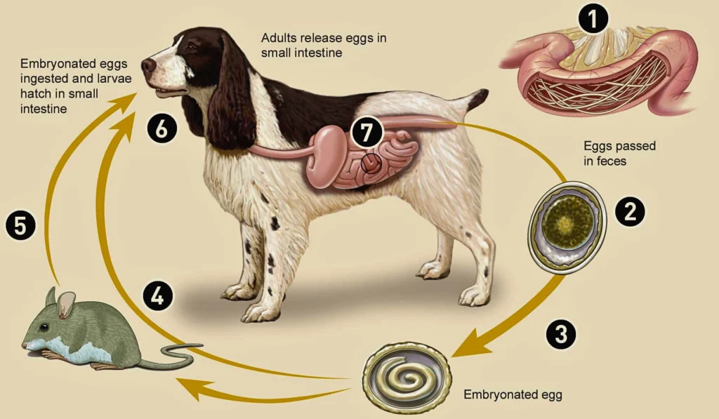 Roundworms visible in dog feces, resembling spaghetti-like strands graph. 